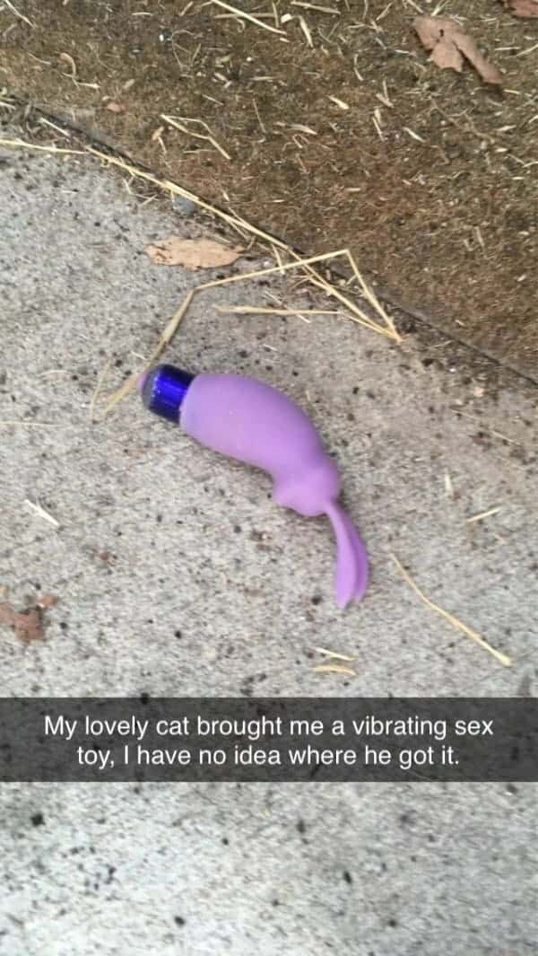 funniest pictures ever
