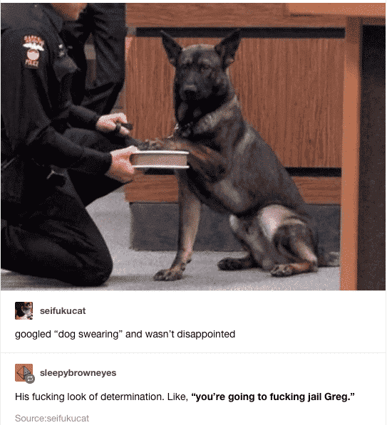 funny picture dog swearing youre going to jail greg