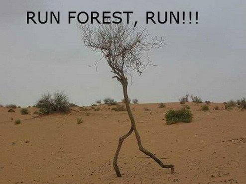pun memes