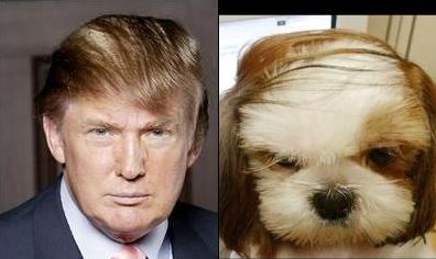 donald trump dog