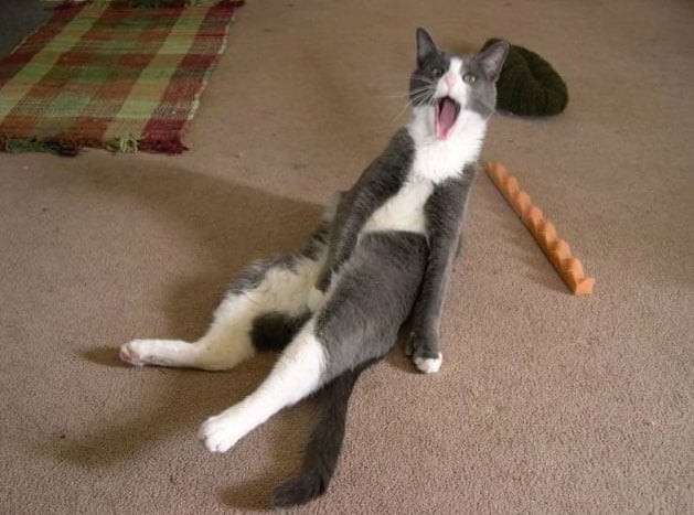 busted-cat-memes