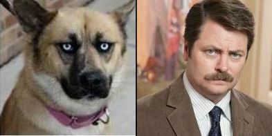 ron swanson dog