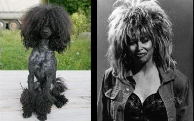 celebrity dog look alikes