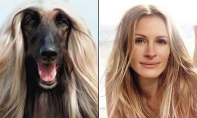 dog celeb look alikes