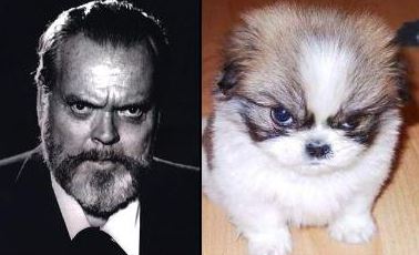celebrity dog pictures