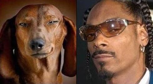 dog doppelgangers
