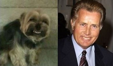 dog totally looks like