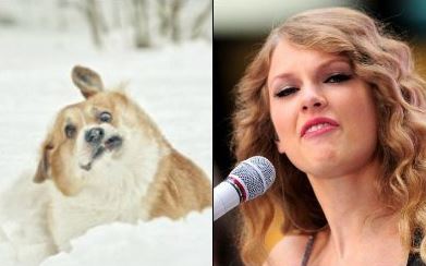 taylor swift dog