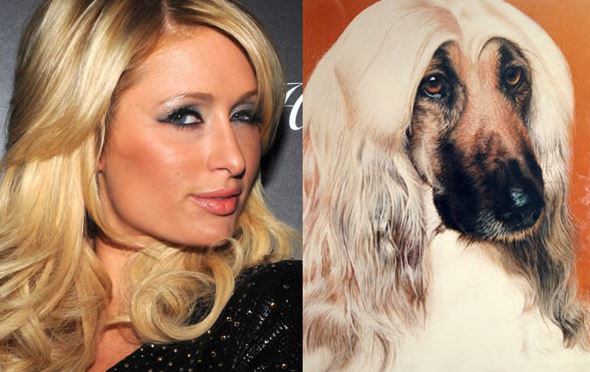 paris hilton dog