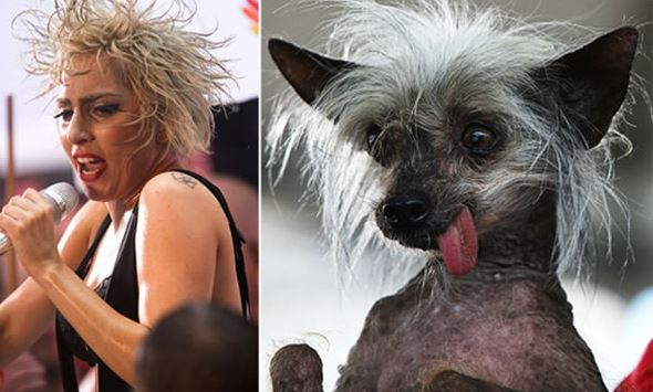lady gaga dog