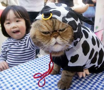 cat halloween angry