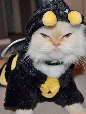 cat halloween costume pissed