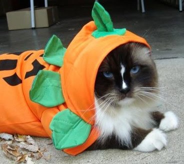 cat hates halloween