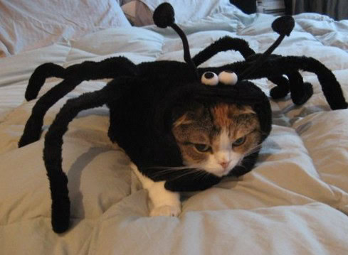 cat hates you