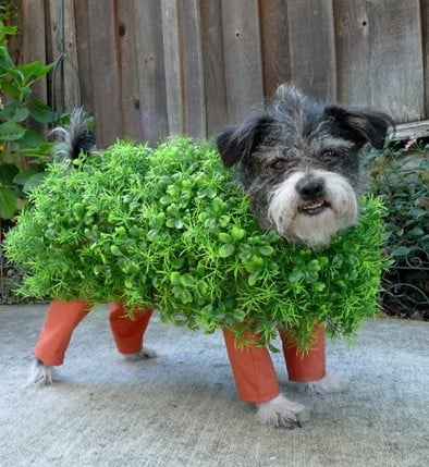 chia dog