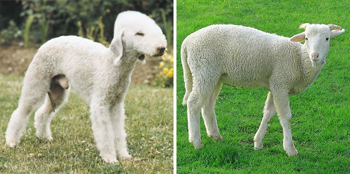 dog celebrity