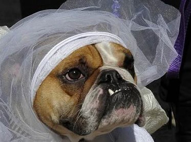 dog halloween costume