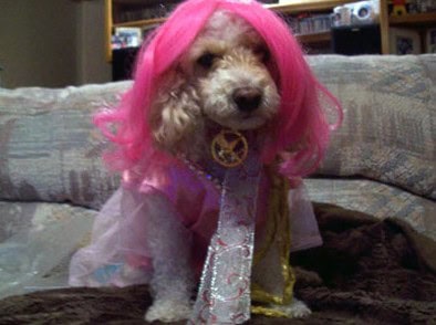 dog hates costume
