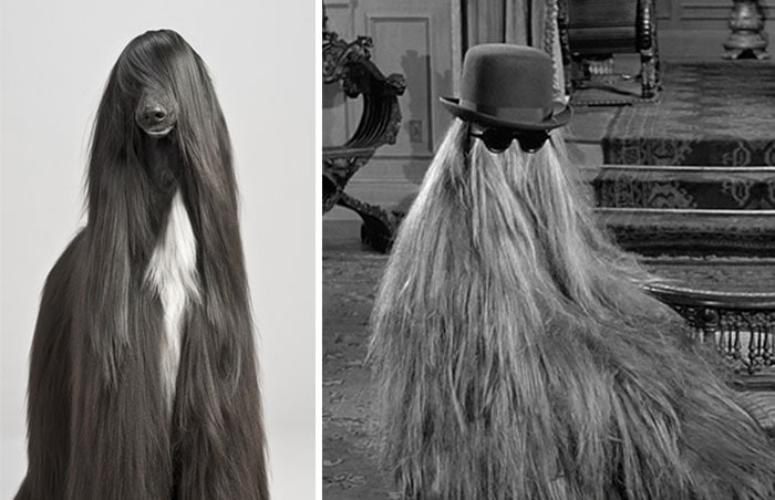 dog lookalike