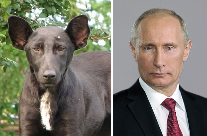 dog pics
