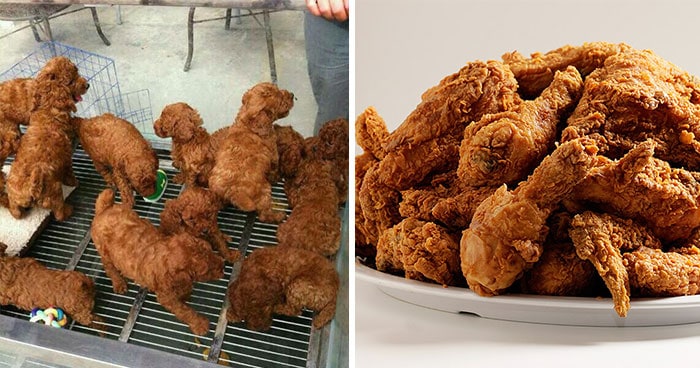 dog wings