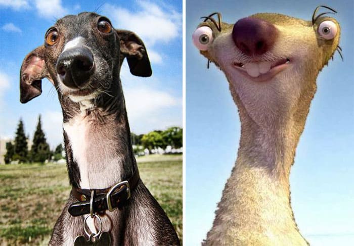 dogs