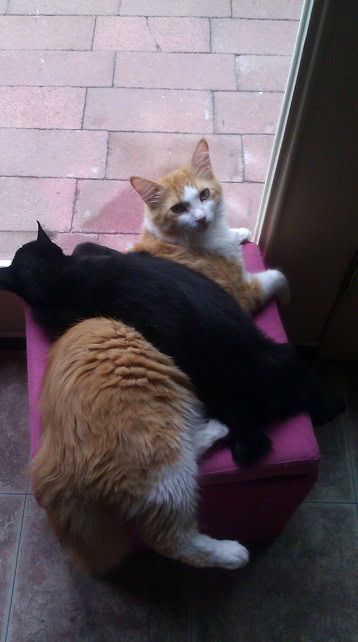 mindfark cat