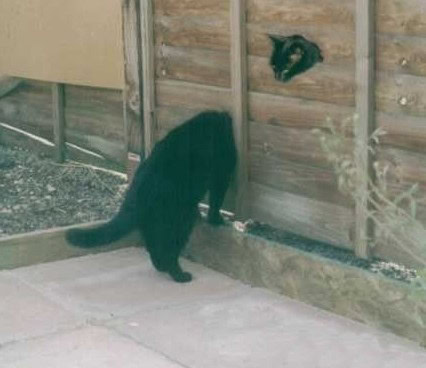 double take cat
