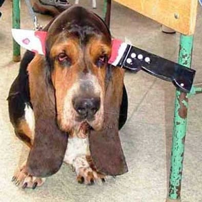 halloween dog fail