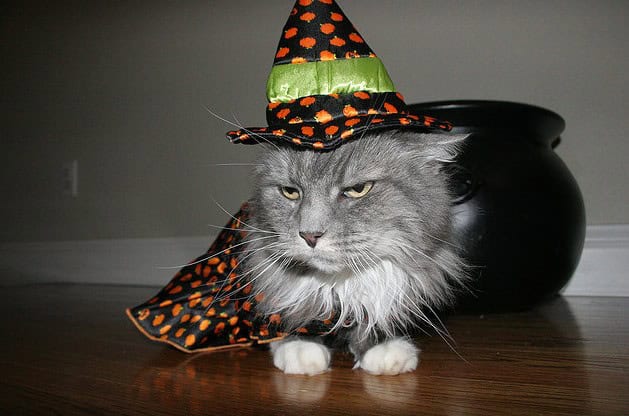 halloween kitteh