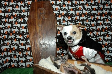 pet costumes angry
