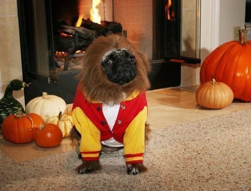 pissed dogs halloween