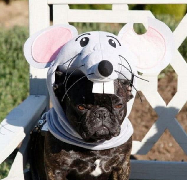 pissed pug halloween