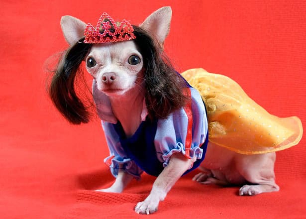 snow white dog