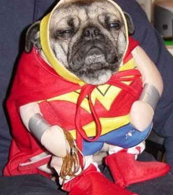wonder woman pug