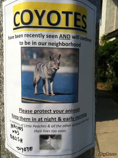 sense-of-humor-cat