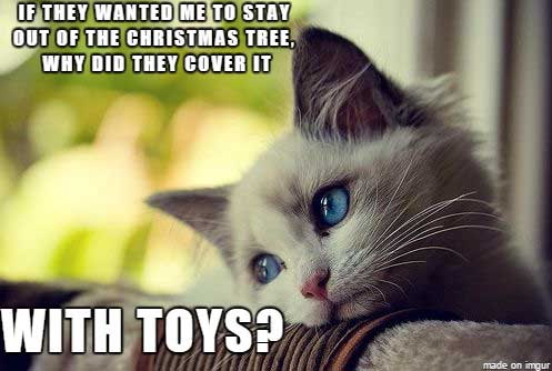 first-world-cat-problems