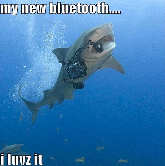 shark-funny-pictures