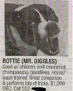 classified ad dog