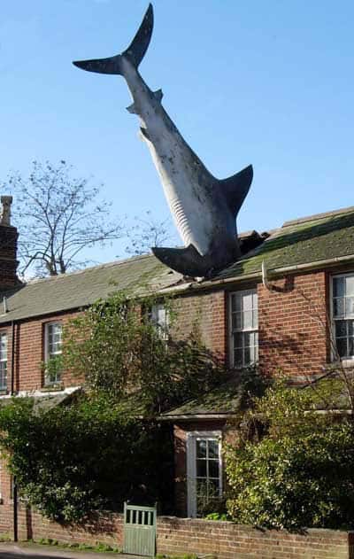 shark-funny-photos