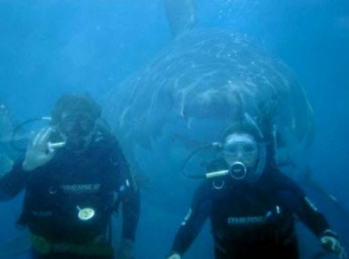 shark-photobomb