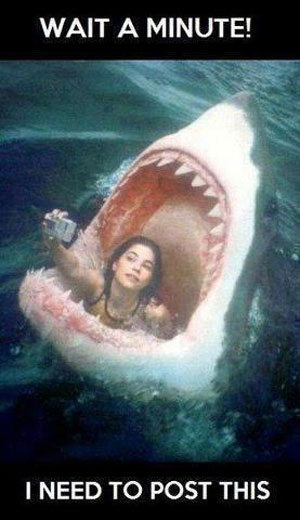 shark-funny