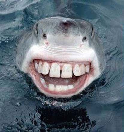 shark-week-meme