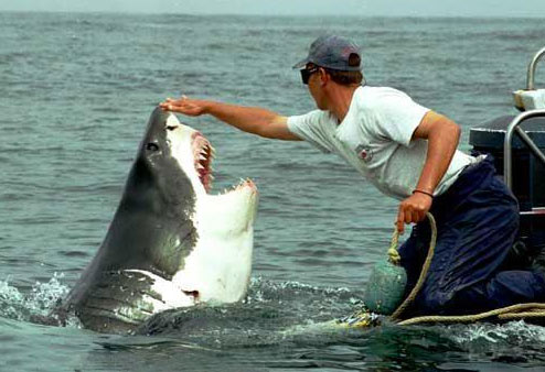 shark-teeth