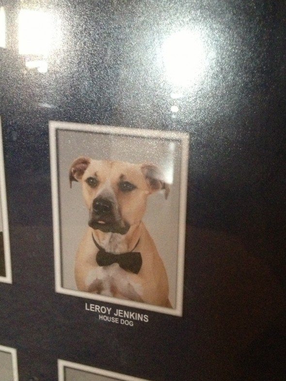 frat composite dog