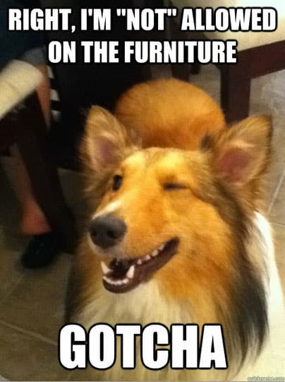 dog-mem-wink