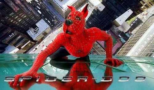 dog-spiderman