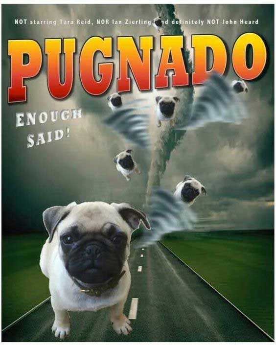 dogs-starred-in-famous-movies