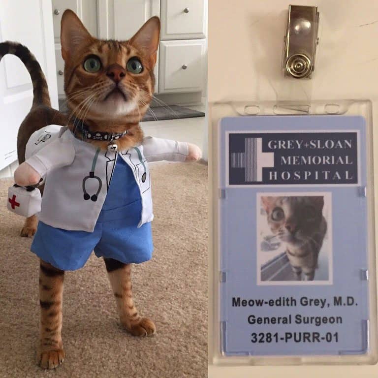 best-cat-halloween-costume-2016