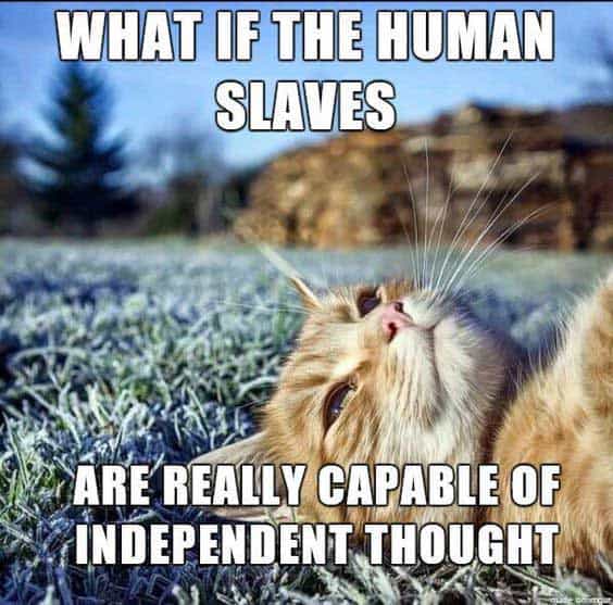 cat-thoughts-your-cat-can-totally-relate-to